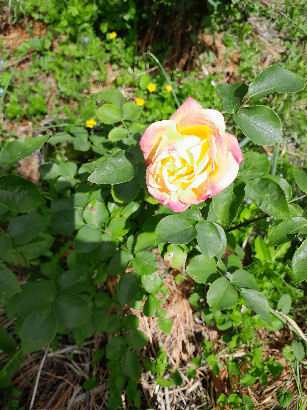 flowers